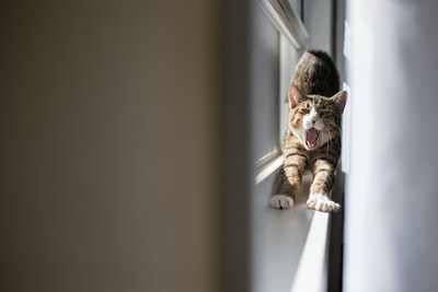 猫伸展的微距摄影